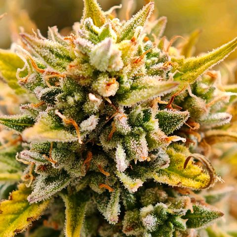Flacher roter Brei growlog timeline photo