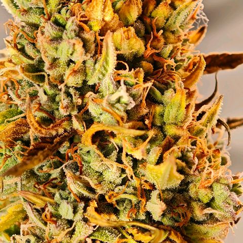 Flacher roter Brei growlog photo: Heute Not Schlachtung 