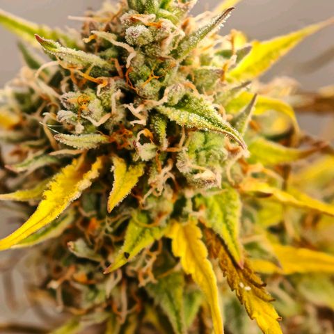 Flacher roter Brei growlog photo: Heute Not Schlachtung 