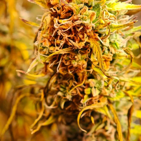 Flacher roter Brei growlog photo: Heute Not Schlachtung 