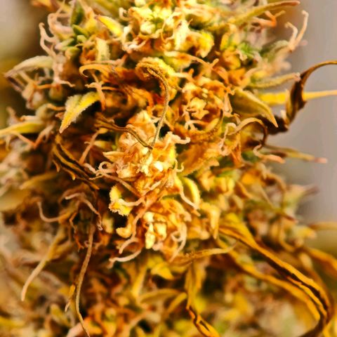 Flacher roter Brei growlog photo: Heute Not Schlachtung 