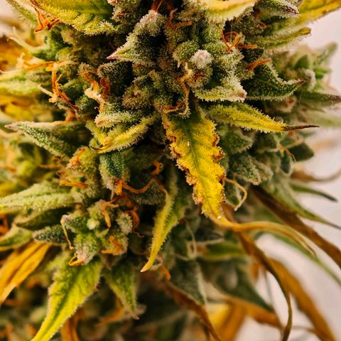 Flacher roter Brei growlog photo: Heute Not Schlachtung 