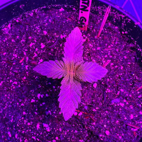 Unknown strain growlog timeline photo