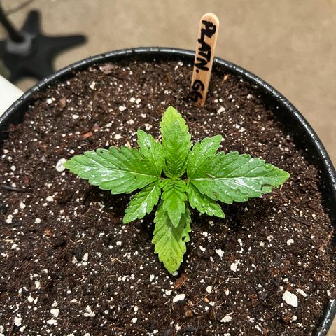 Unknown strain growlog timeline photo