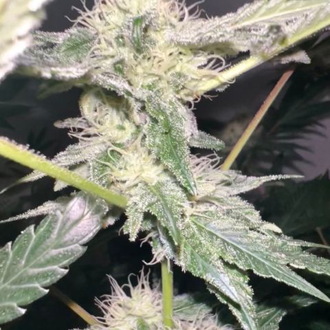 Unknown strain growlog timeline photo