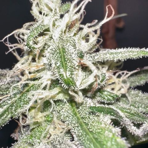 Unknown strain growlog timeline photo