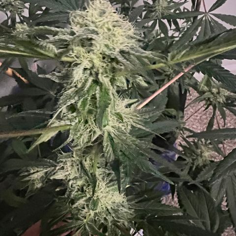 Unknown strain growlog timeline photo
