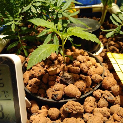 Lemon Garlic OG growlog timeline photo