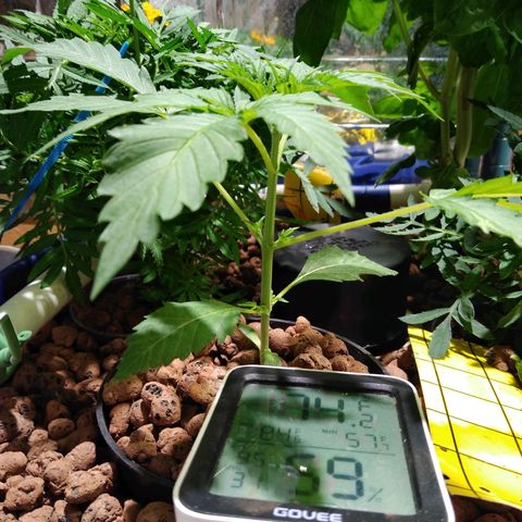 Lemon Garlic OG growlog timeline photo