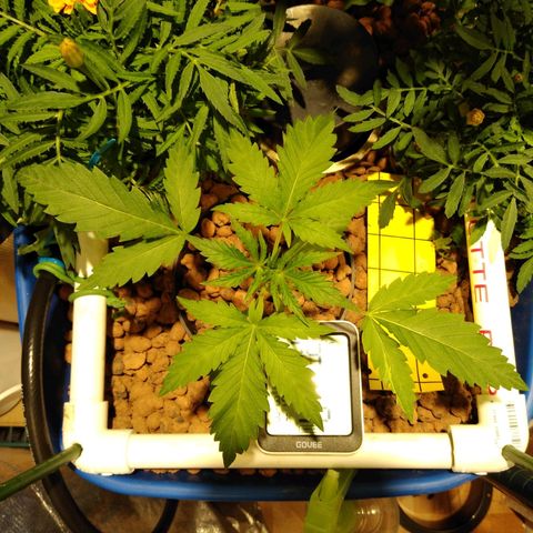Lemon Garlic OG growlog timeline photo