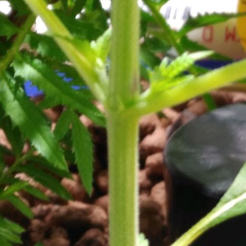 Lemon Garlic OG growlog timeline photo