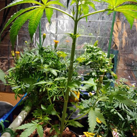 Lemon Garlic OG growlog timeline photo