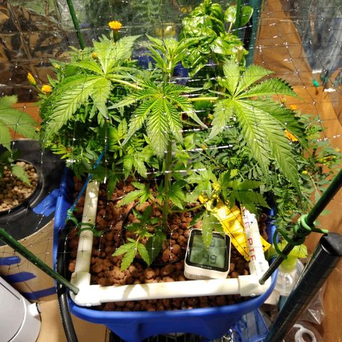 Lemon Garlic OG growlog timeline photo