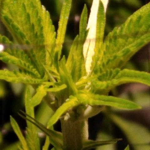Lemon Garlic OG growlog timeline photo