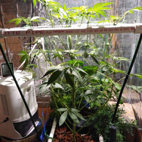 Lemon Garlic OG growlog timeline photo