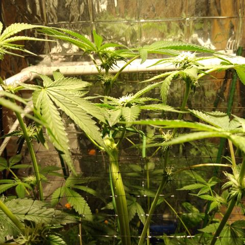 Lemon Garlic OG growlog timeline photo