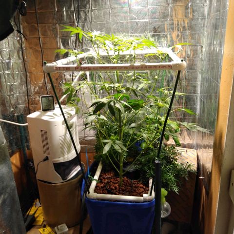 Lemon Garlic OG growlog timeline photo