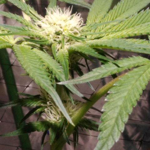 Lemon Garlic OG growlog timeline photo