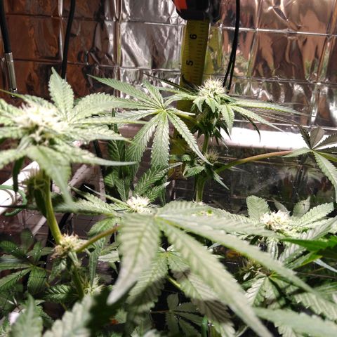 Lemon Garlic OG growlog photo: Cola