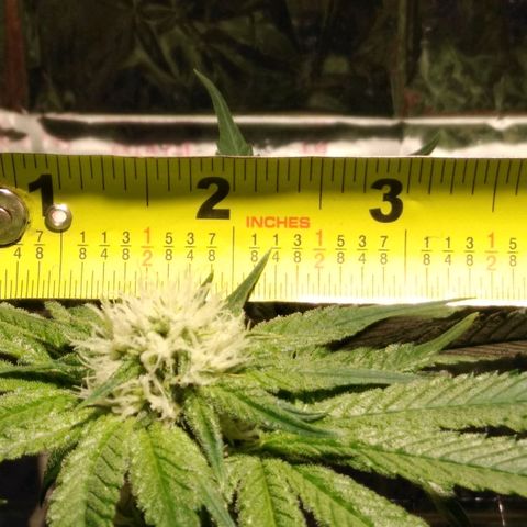 Lemon Garlic OG growlog photo: Cola
