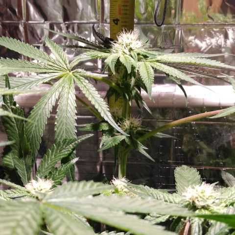 Lemon Garlic OG growlog photo: Cola