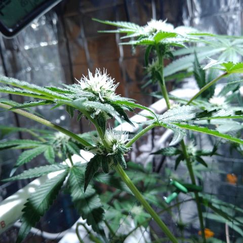 Lemon Garlic OG growlog timeline photo