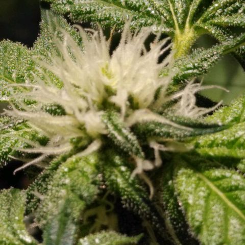 Lemon Garlic OG growlog timeline photo