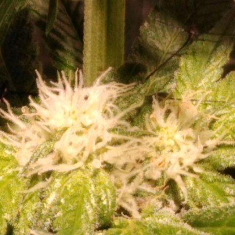 Lemon Garlic OG growlog timeline photo
