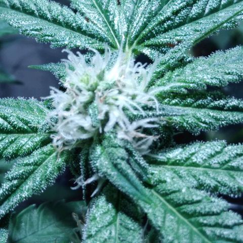 Lemon Garlic OG growlog timeline photo