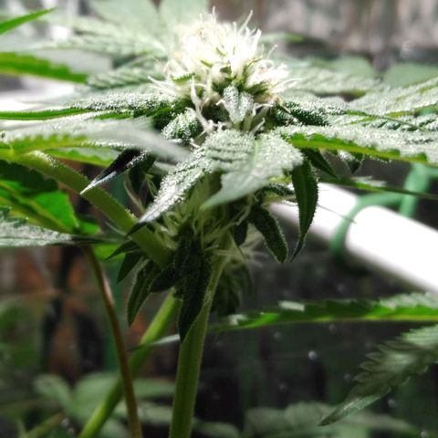 Lemon Garlic OG growlog timeline photo