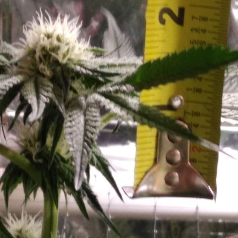 Lemon Garlic OG growlog timeline photo