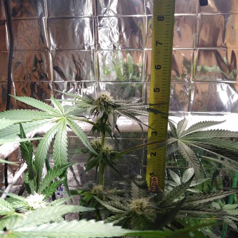 Lemon Garlic OG growlog timeline photo