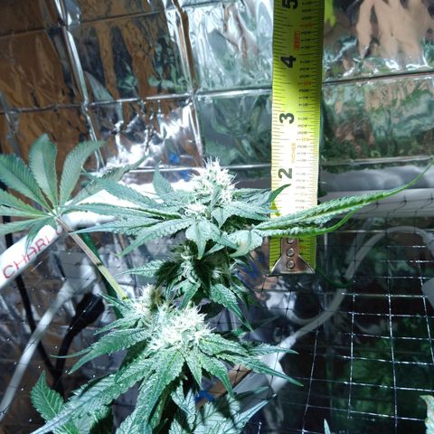 Lemon Garlic OG growlog timeline photo