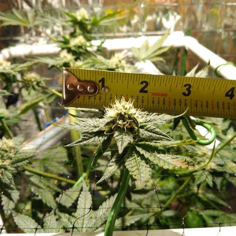 Lemon Garlic OG growlog timeline photo