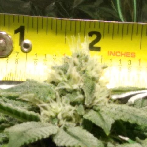 Lemon Garlic OG growlog timeline photo