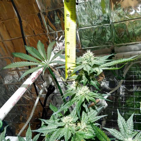 Lemon Garlic OG growlog timeline photo