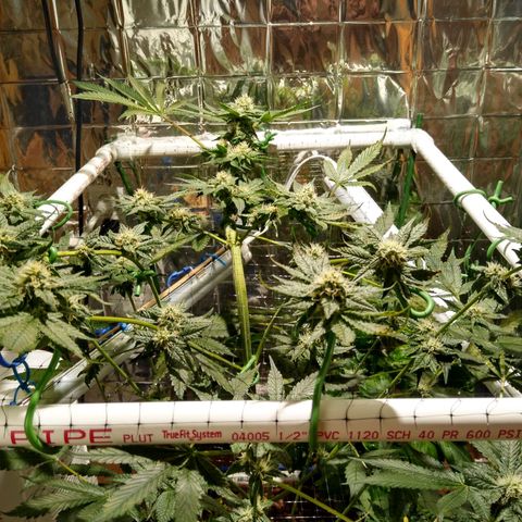 Lemon Garlic OG growlog timeline photo