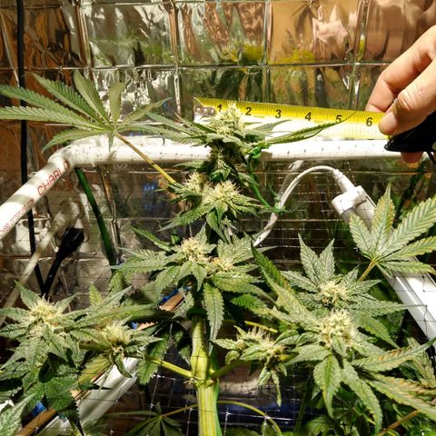 Lemon Garlic OG growlog timeline photo