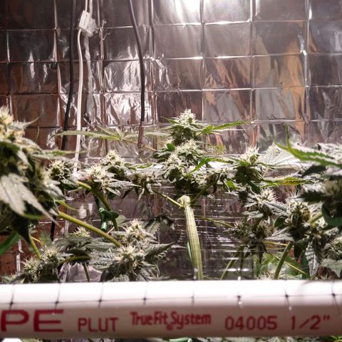 Lemon Garlic OG growlog timeline photo