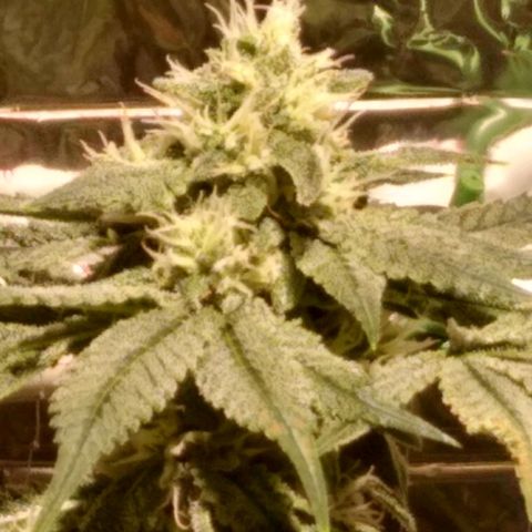 Lemon Garlic OG growlog timeline photo