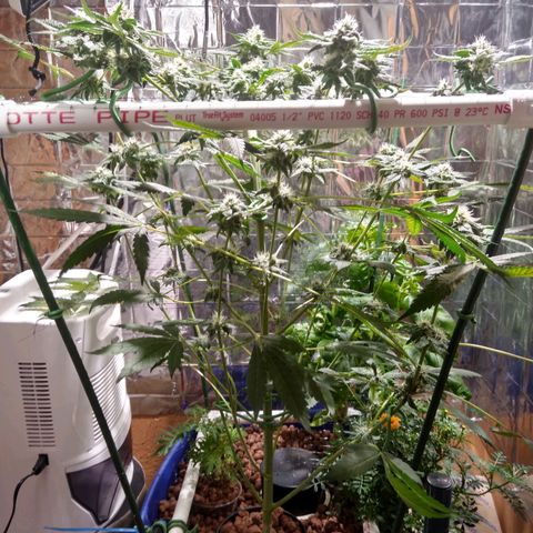 Lemon Garlic OG growlog timeline photo
