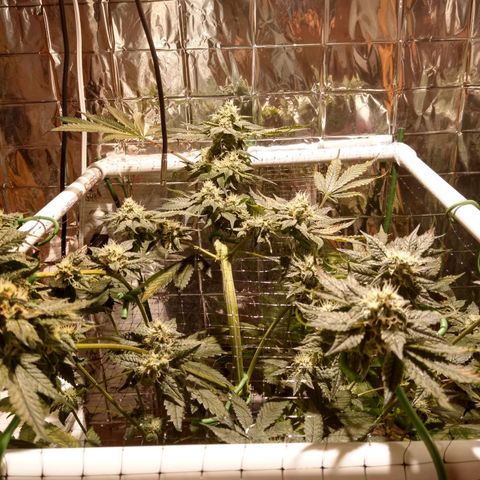 Lemon Garlic OG growlog timeline photo