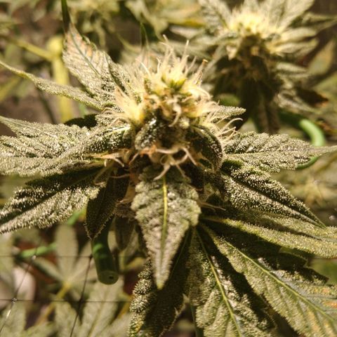 Lemon Garlic OG growlog timeline photo