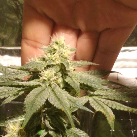 Lemon Garlic OG growlog timeline photo