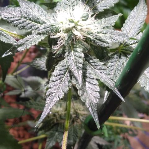 Lemon Garlic OG growlog timeline photo