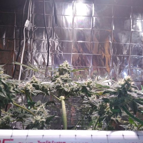 Lemon Garlic OG growlog timeline photo