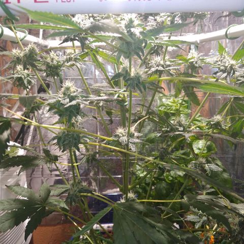 Lemon Garlic OG growlog timeline photo