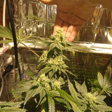 Lemon Garlic OG growlog timeline photo