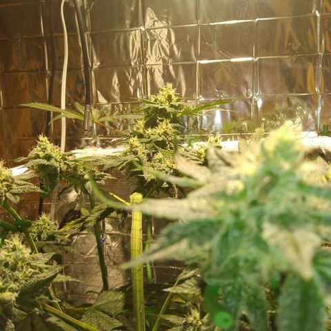 Lemon Garlic OG growlog timeline photo