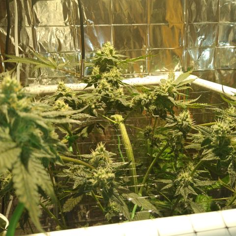 Lemon Garlic OG growlog timeline photo